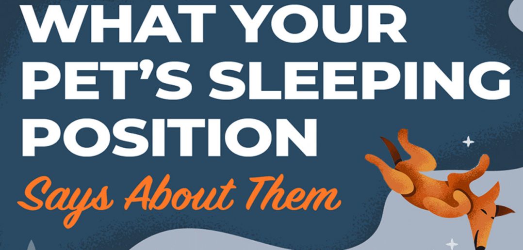 what your pet's sleep position says about them banner