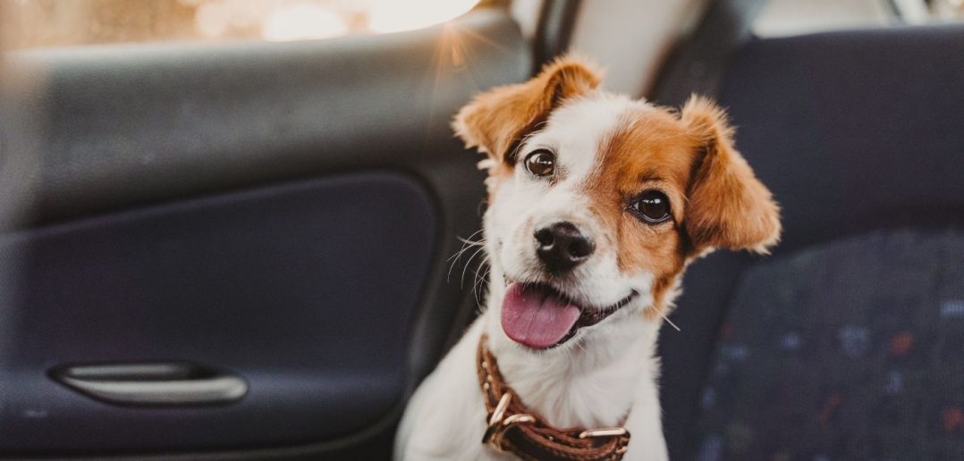 Best Ways To Keep Your Dog Safe in the Car