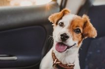 Best Ways To Keep Your Dog Safe in the Car