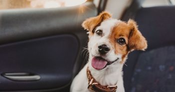 Best Ways To Keep Your Dog Safe in the Car