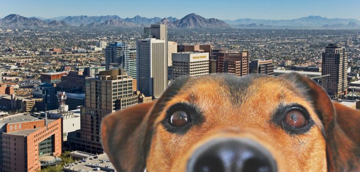 aerial photo downtown phoenix arizona skyline behind dog