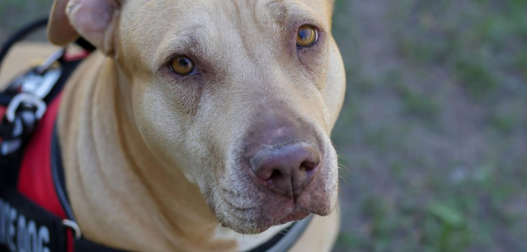 pit bull wearing a service dog vest