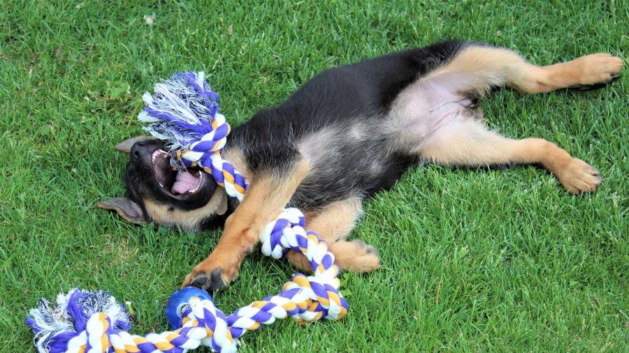 german shepherd puppy playing with a rope toy