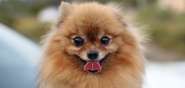 cute little brown pomeranian puppy