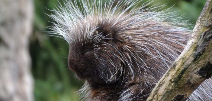 porcupine at a zoo