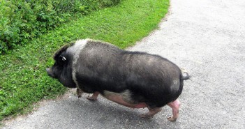 pet pot bellied pig