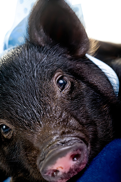 Sleepy pot-bellied pig resting peacefully, wearing a light blue ribbon
