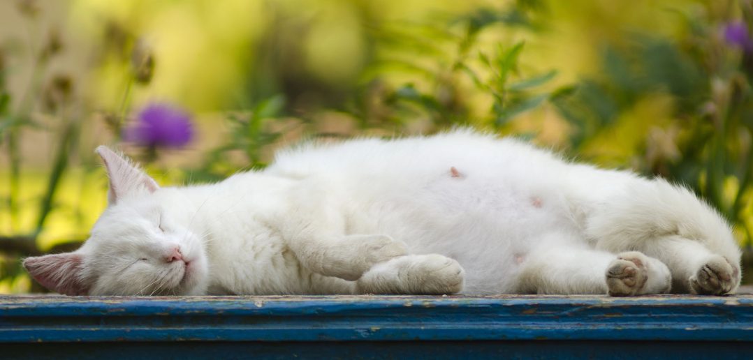 Pregnant white cat peacefully sleeping on a blue bench outdoors, with visible nipples and a round belly, surrounded by soft-focus greenery and flowers in the background.