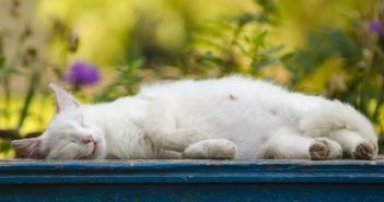 Pregnant white cat peacefully sleeping on a blue bench outdoors, with visible nipples and a round belly, surrounded by soft-focus greenery and flowers in the background.