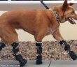 photo of nakio walking with his prosthetic legs
