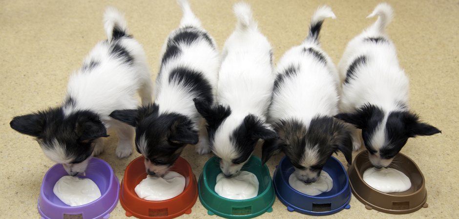 How to Wean Puppies to a Raw Dog Food Diet - PetsBlogs
