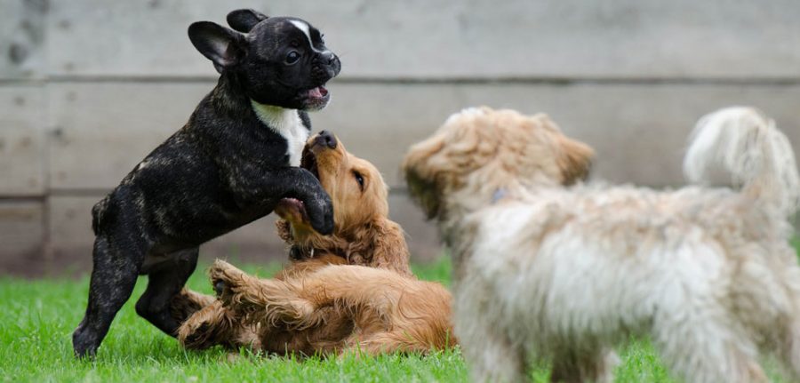 3 puppies playing in a grass lot