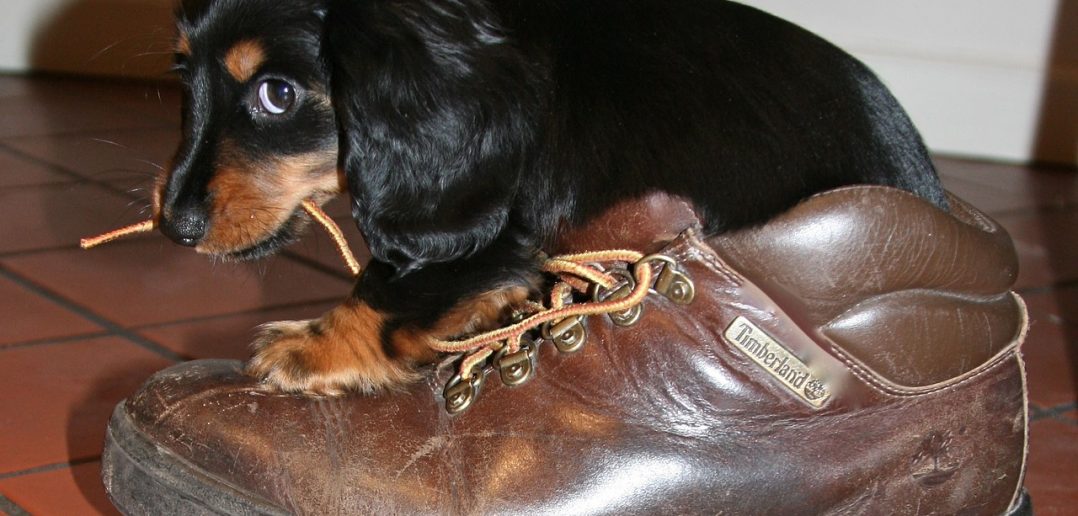 protecting your home from a new puppy