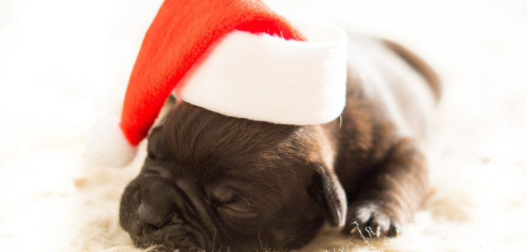 tiny puppy wearing a santa hat