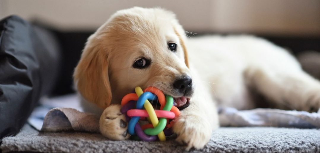 golden retreiver puppy chewing a colorful chew toy ball