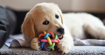 golden retreiver puppy chewing a colorful chew toy ball
