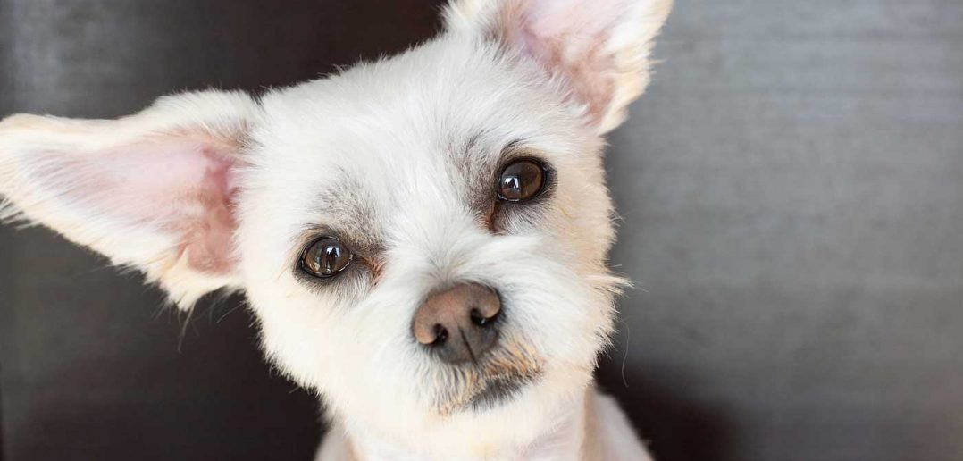 cute little white dog with puppy dog eyes looking straight at the reader