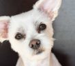 cute little white dog with puppy dog eyes looking straight at the reader