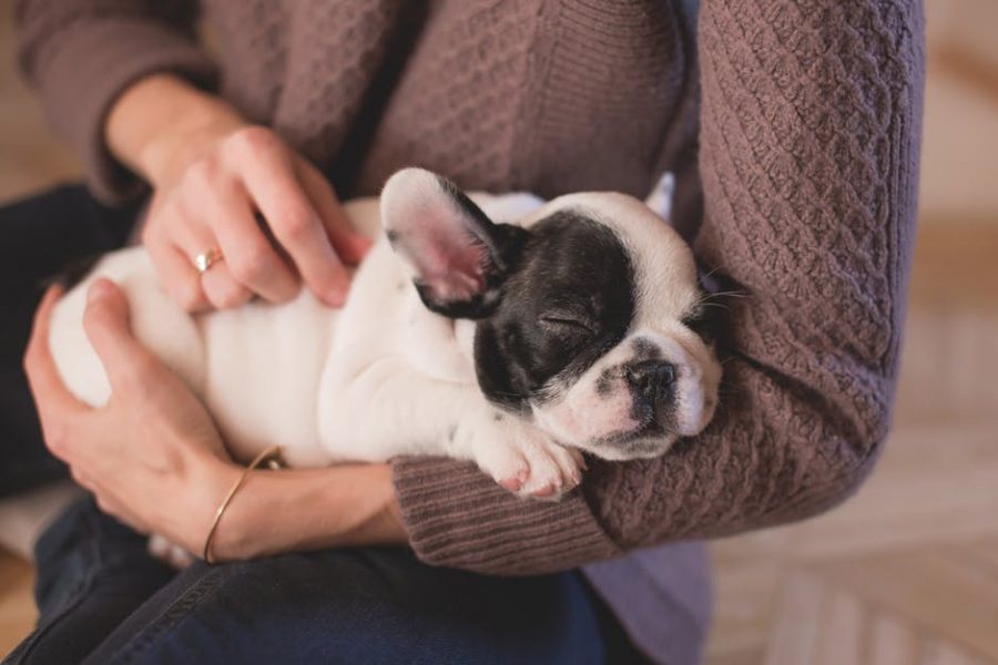 Puppy in woman's arms