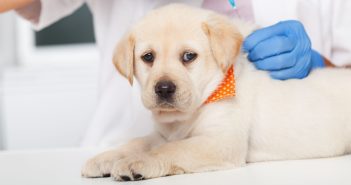 Veterinarian administering a parvo vaccine injection to a young puppy during a routine veterinary visit.