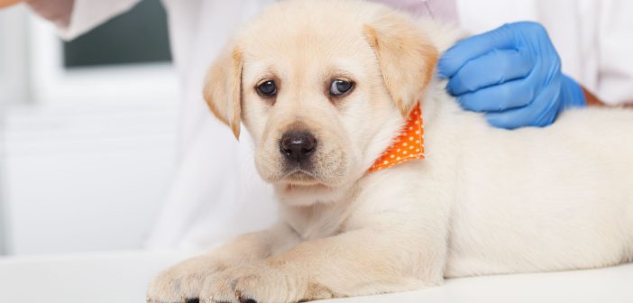 Veterinarian administering a parvo vaccine injection to a young puppy during a routine veterinary visit.