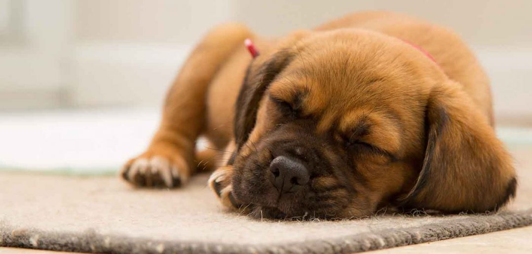 cute little puppy napping on a rug indoors