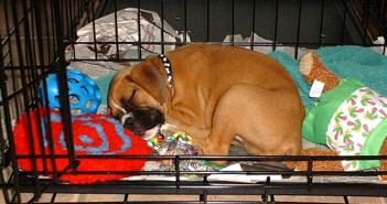 puppy sleeping in his crate
