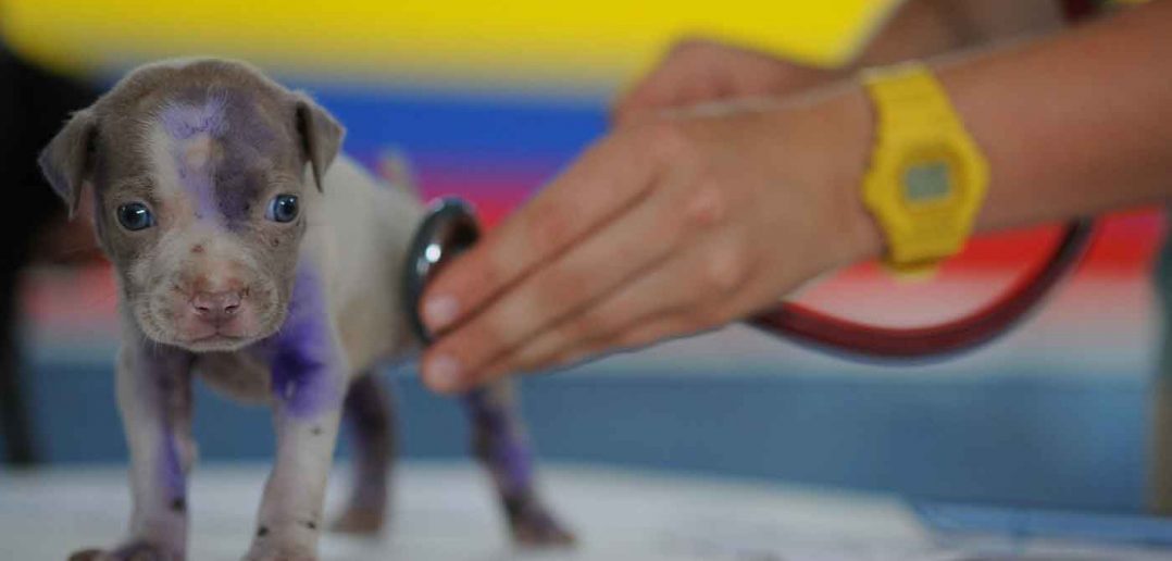 puppy getting a checkup from a veterinarian