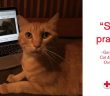 american red cross cat and dog first aid