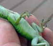 sleepy lizard