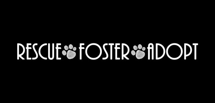 rescue, foster, adopt graphic