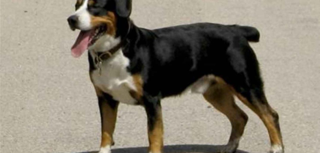 westminster dog show 2012 dog