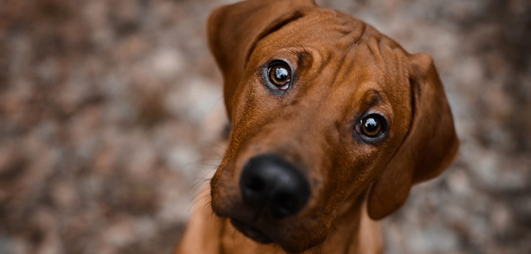 Close-up of a brown dog with a tilted head and wide, expressive eyes looking up with curiosity and affection.