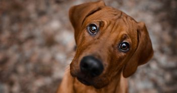 Close-up of a brown dog with a tilted head and wide, expressive eyes looking up with curiosity and affection.