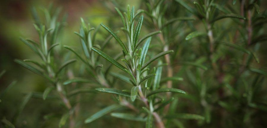 rosemary plant