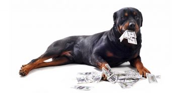 rottweiler with cash money in his mouth and on the ground around him