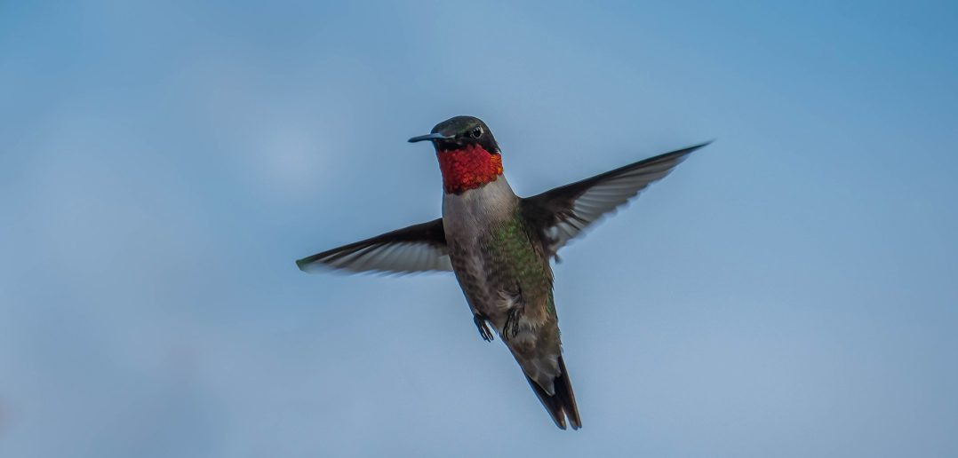 Male ruby-throated hummingbird hovers in mid-air against a bright blue sky, wings outstretched.