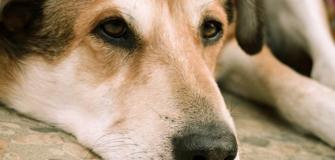 dog laying on the floor with a sad expression on his face