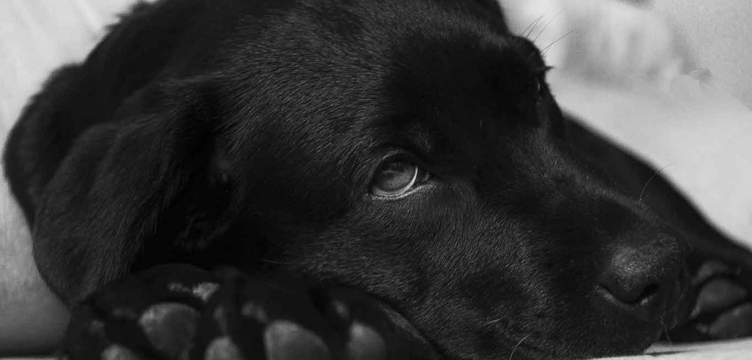 sad Labrador retriever