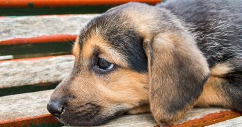 sweet little puppy with sad eyes