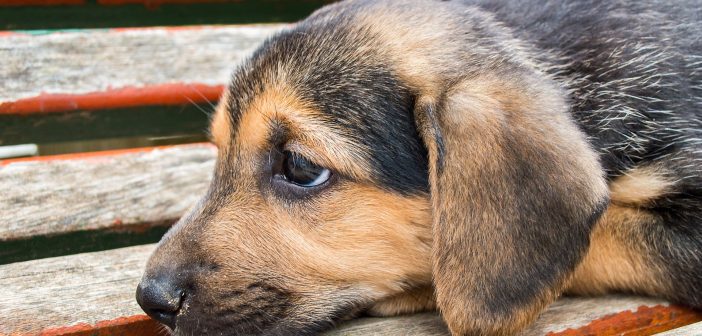 sweet little puppy with sad eyes