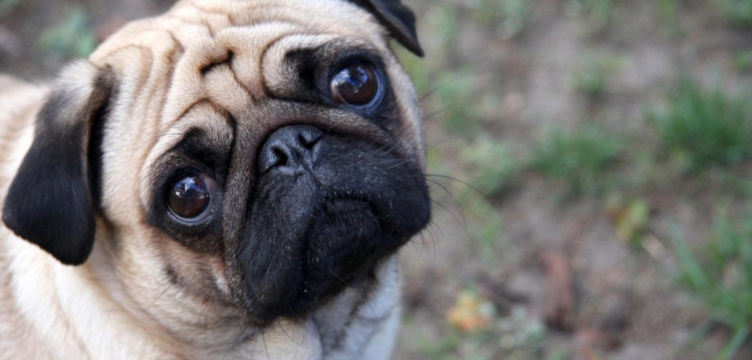 sad pug dog