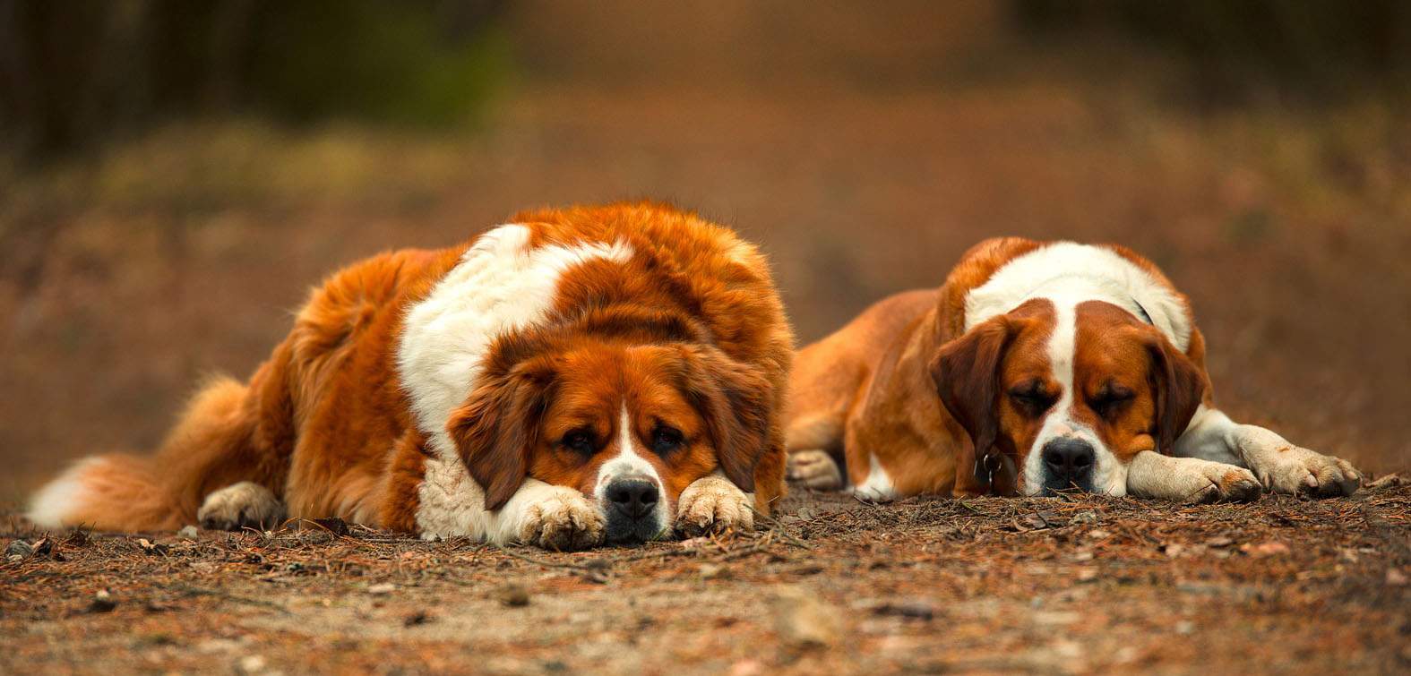 The Most Difficult Dog Breeds To Raise