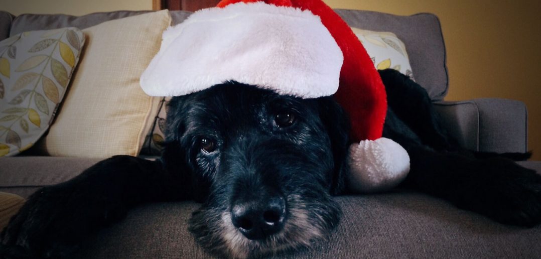 dog in a santa hat