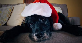 dog in a santa hat