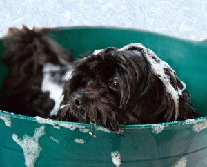 Little black dog getting a bath