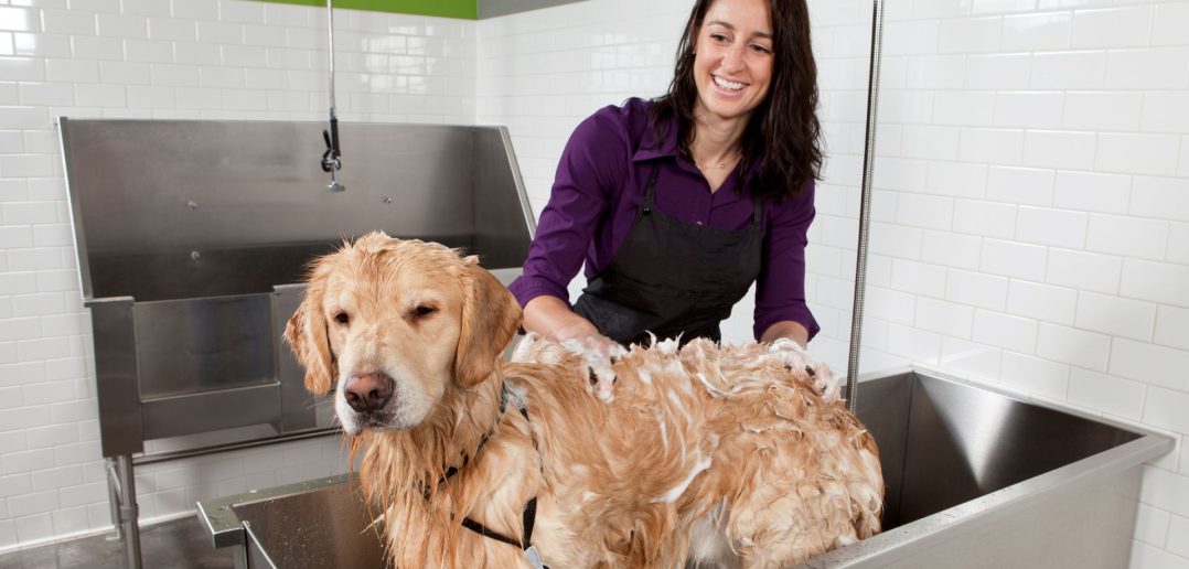 Dog being bathed at a self-service dog wash station using an elevated grooming tub