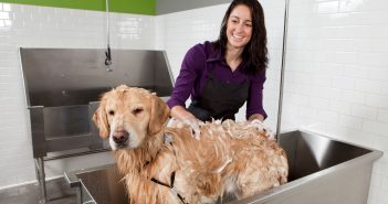 Dog being bathed at a self-service dog wash station using an elevated grooming tub