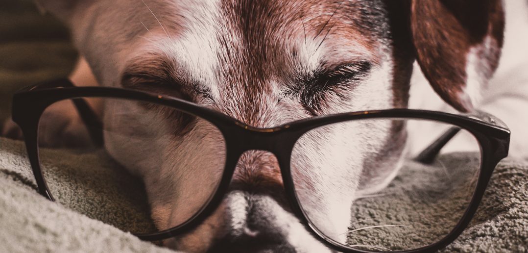 brown and white dachshund wearing black-framed eyeglasses
