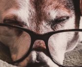 Making Your Home More Comfortable for Your Senior Dog